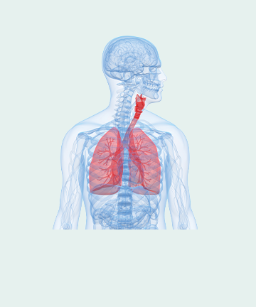 human vascular system with lungs