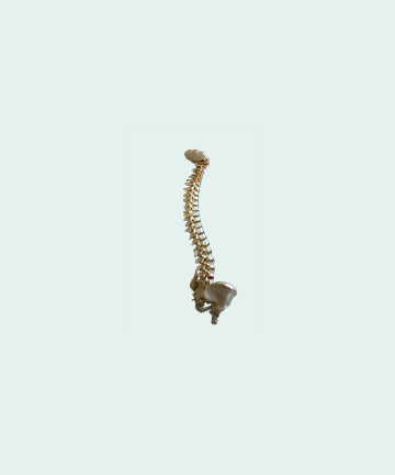 spinal cord