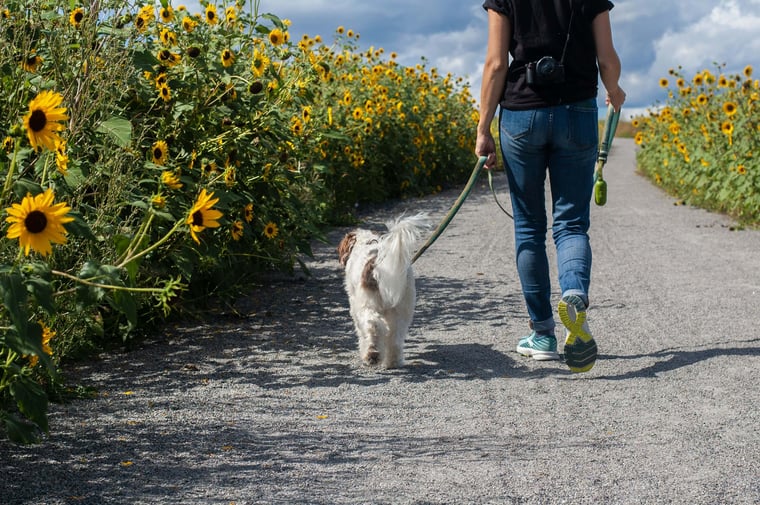 wellness_dog_walking_physical_stock_health